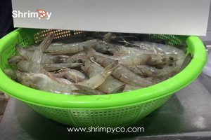 Shrimp production