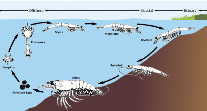 Vanammei shrimp life cycle-min