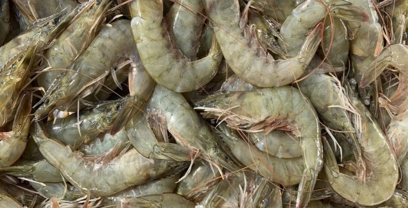 whiteleg vannamei shrimp-min